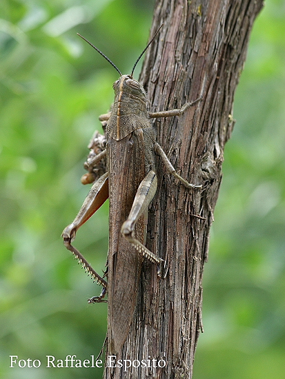 Anacridium aegyptium